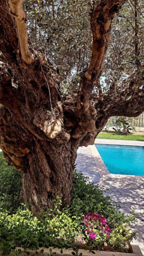 Olive Sense Villa